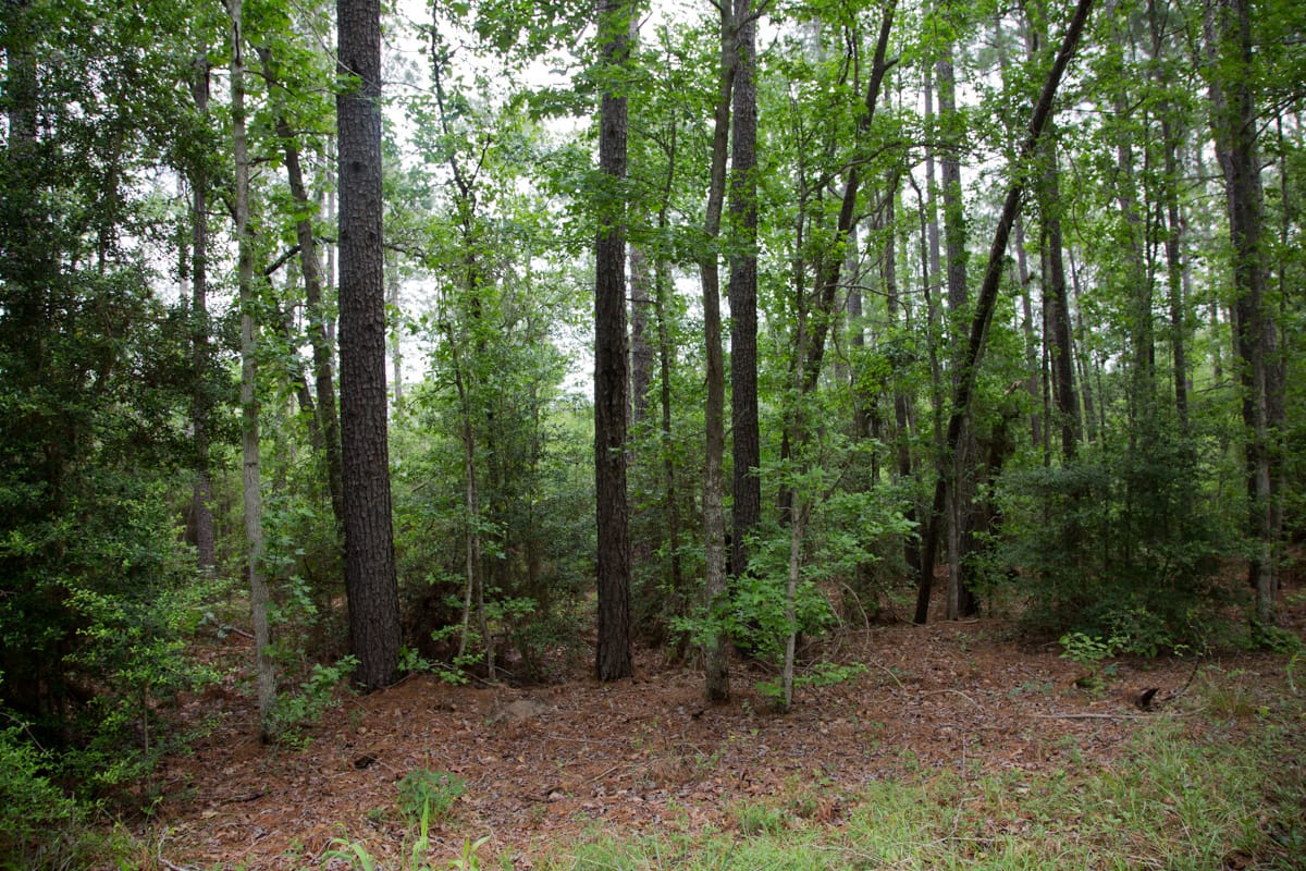 Rayburn Country Tract 289 photo 8