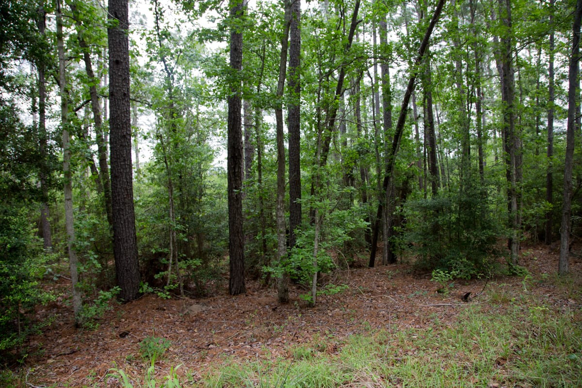 Rayburn Country Tract 289 photo 9