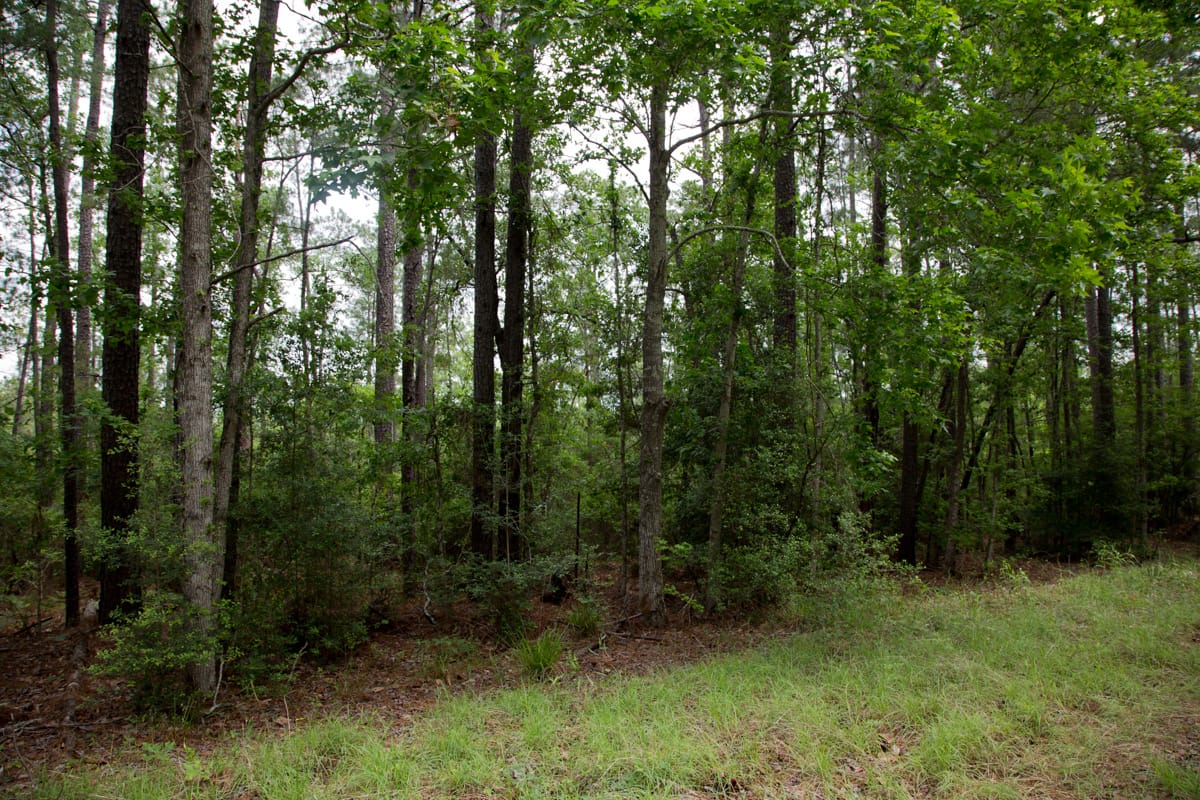 Rayburn Country Tract 289 photo 10