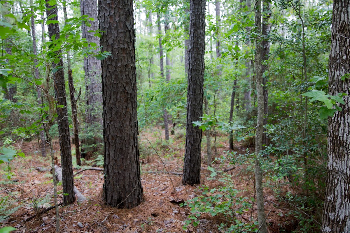 Rayburn Country Tract 289 photo 11