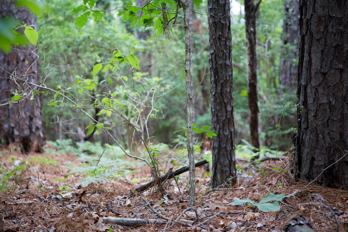 Rayburn Country Tract 289 photo 12