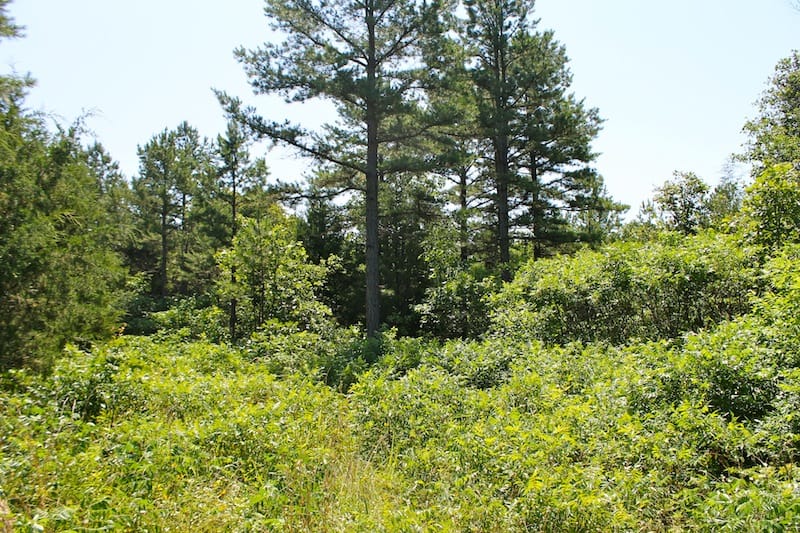 Green Mountain Ranch Tract 35 photo 6
