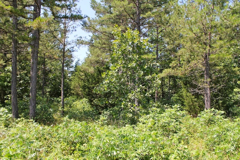 Green Mountain Ranch Tract 35 photo 8