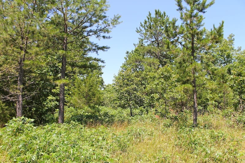 Green Mountain Ranch Tract 35 photo 9