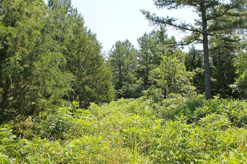 Green Mountain Ranch Tract 35 photo 10