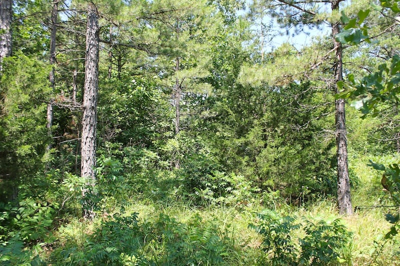 Green Mountain Ranch Tract 35 photo 11
