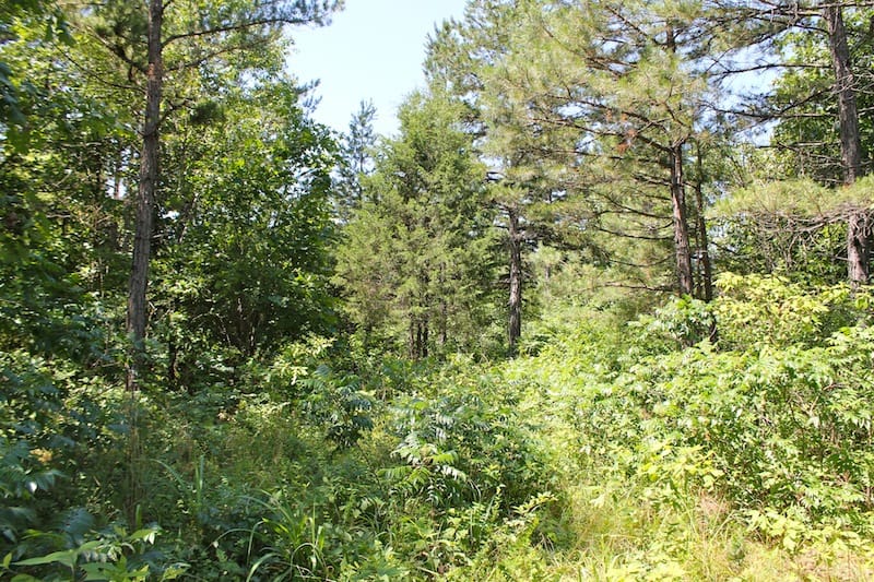 Green Mountain Ranch Tract 35 photo 12