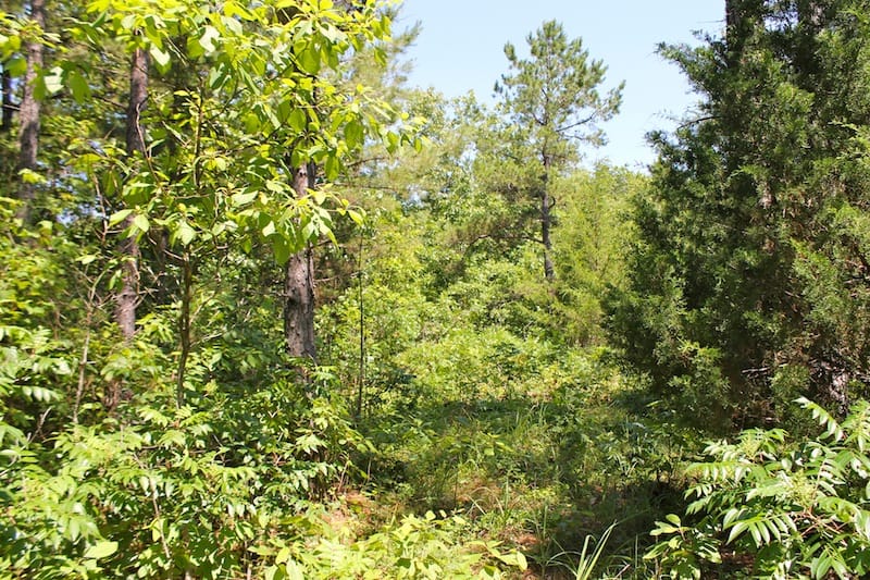 Green Mountain Ranch Tract 35 photo 13