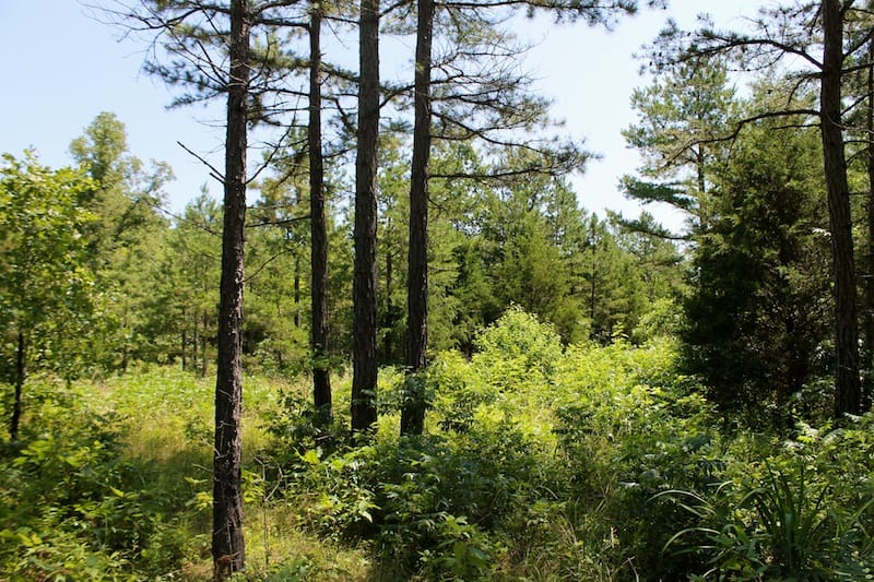 Green Mountain Ranch Tract 35 photo 14