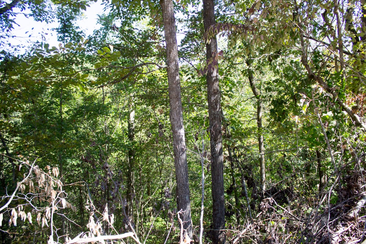 Black Oak Ranch Tract 4 photo 2