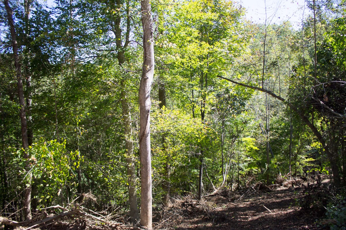 Black Oak Ranch Tract 4 photo 3