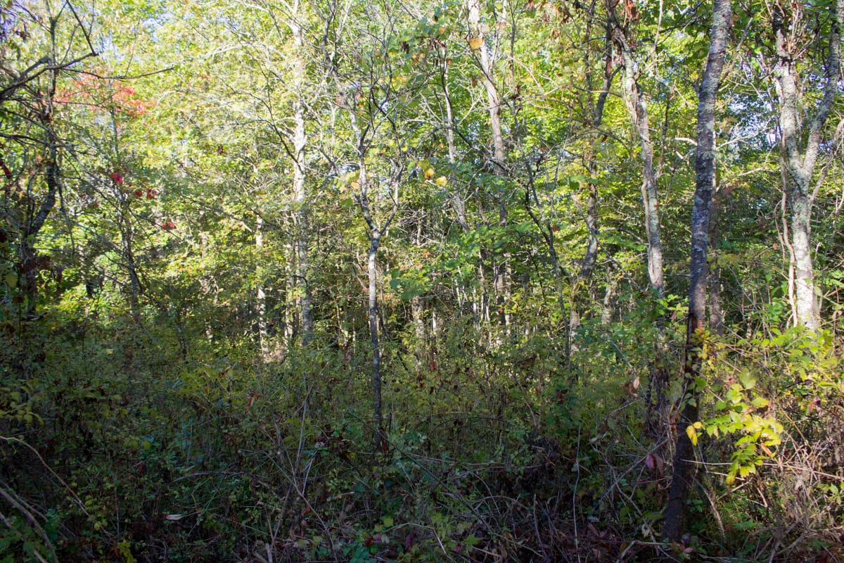 Black Oak Ranch Tract 4 photo 6
