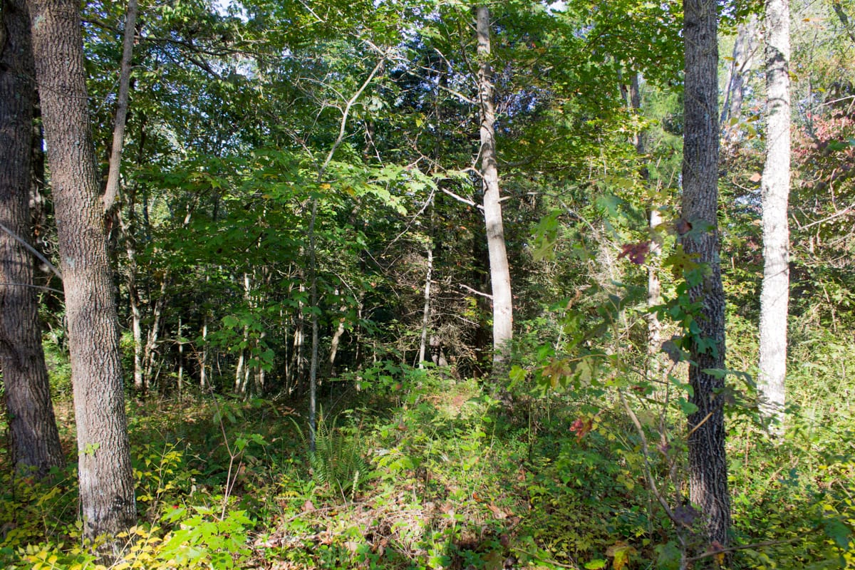 Black Oak Ranch Tract 4 photo 8