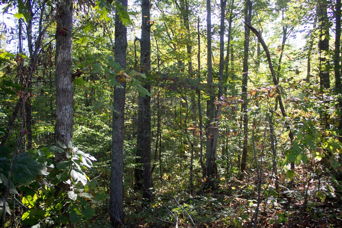 Black Oak Ranch Tract 4 photo 9