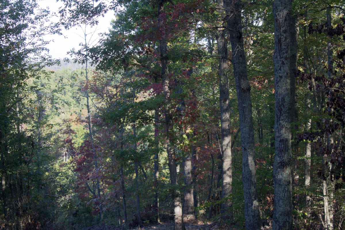 Black Oak Ranch Tract 4 photo 10