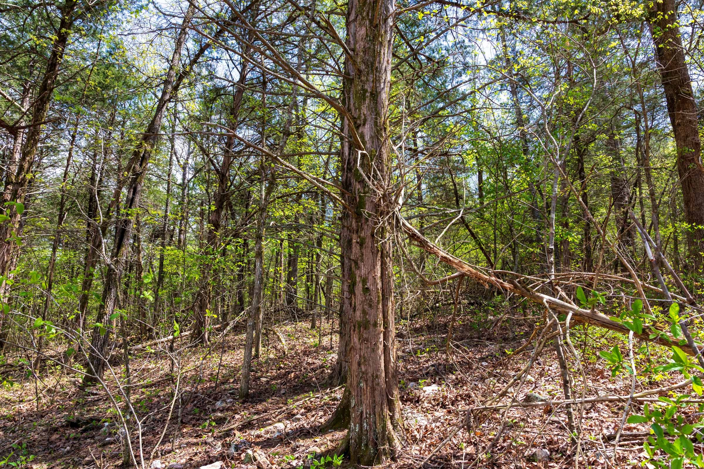 Autumnwood Tract 18 photo 2