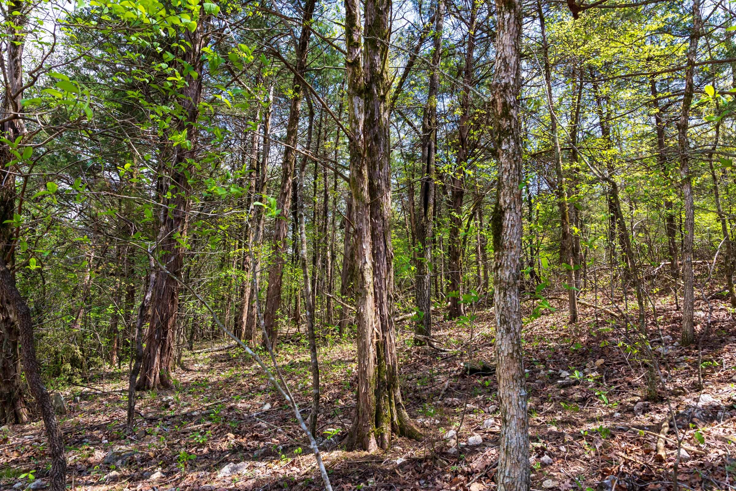 Autumnwood Tract 18 photo 3