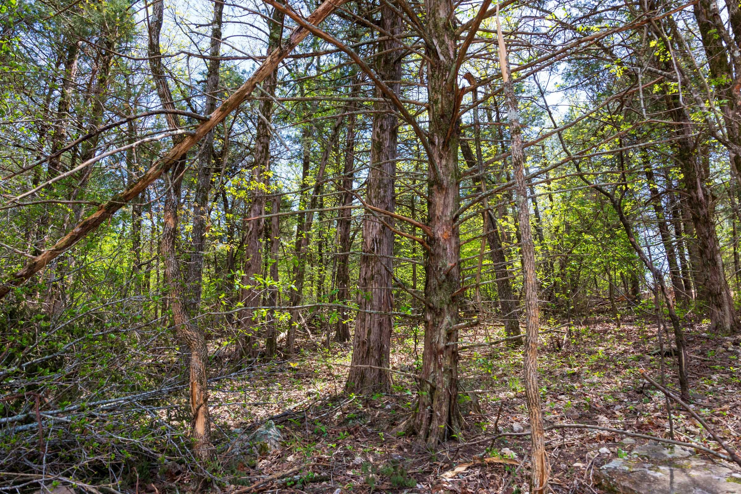 Autumnwood Tract 18 photo 4