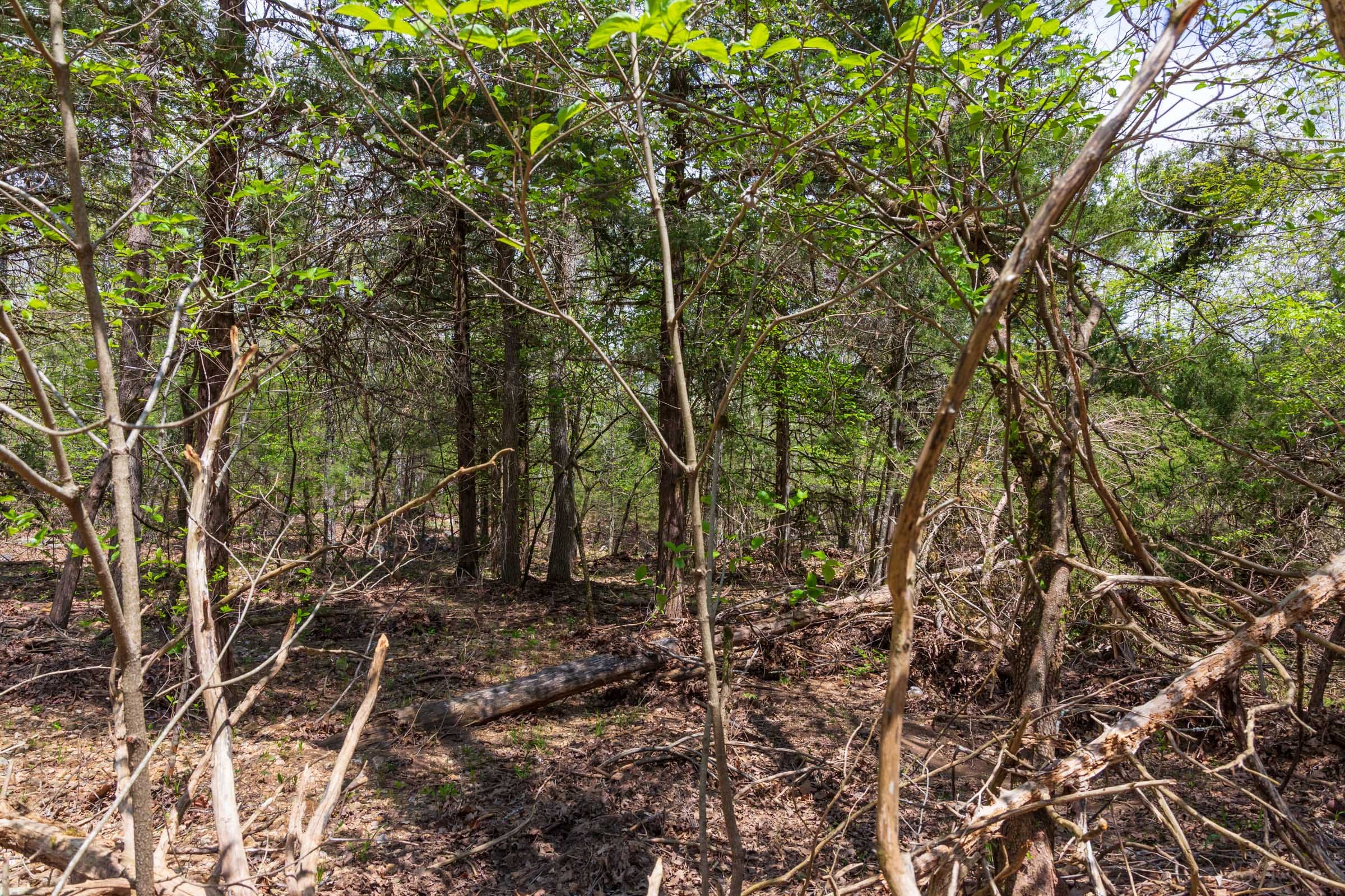 Autumnwood Tract 18 photo 5