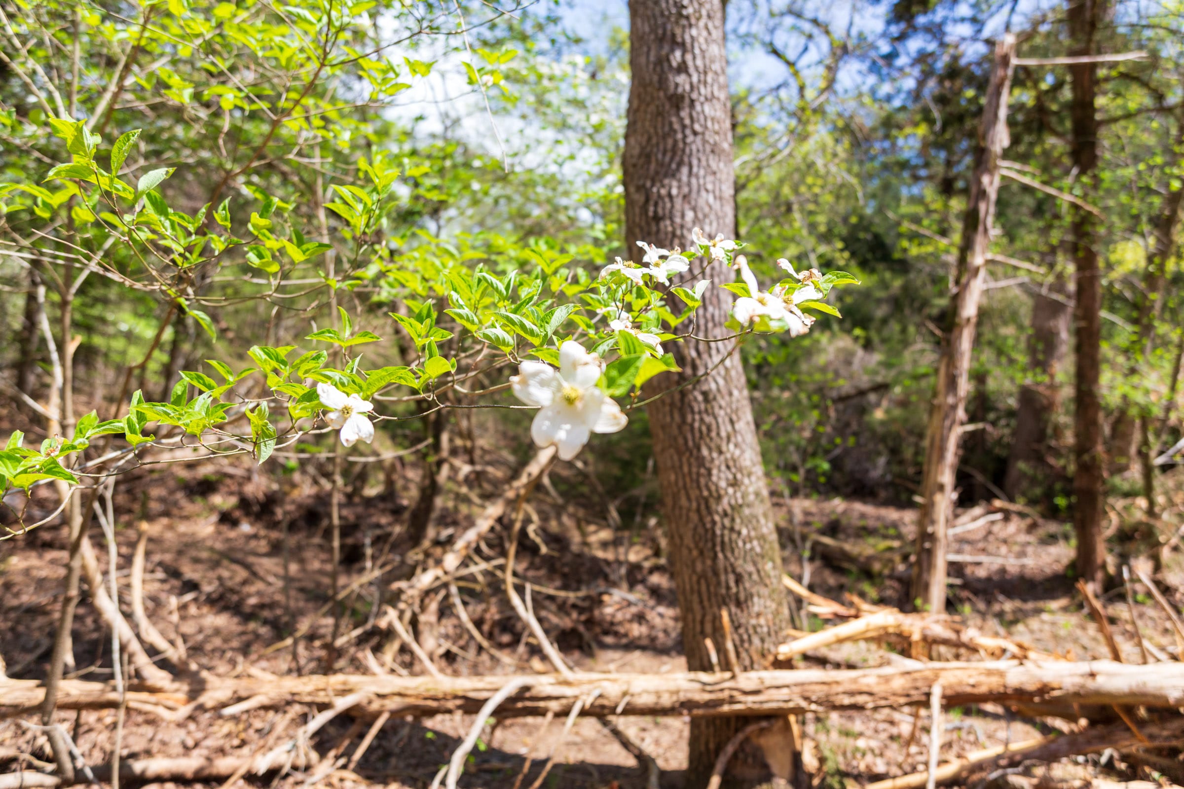 Autumnwood Tract 18 photo 6