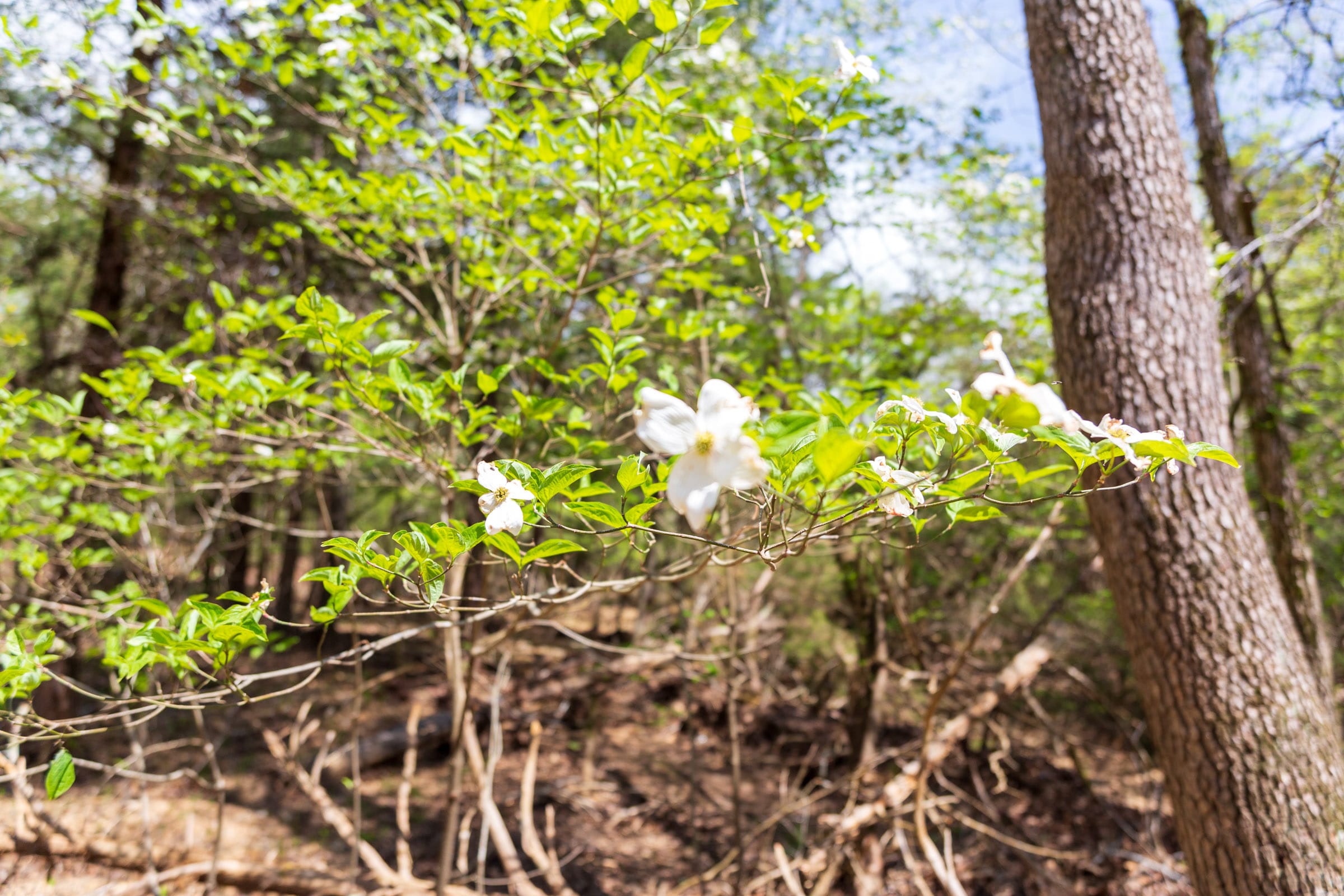 Autumnwood Tract 18 photo 7