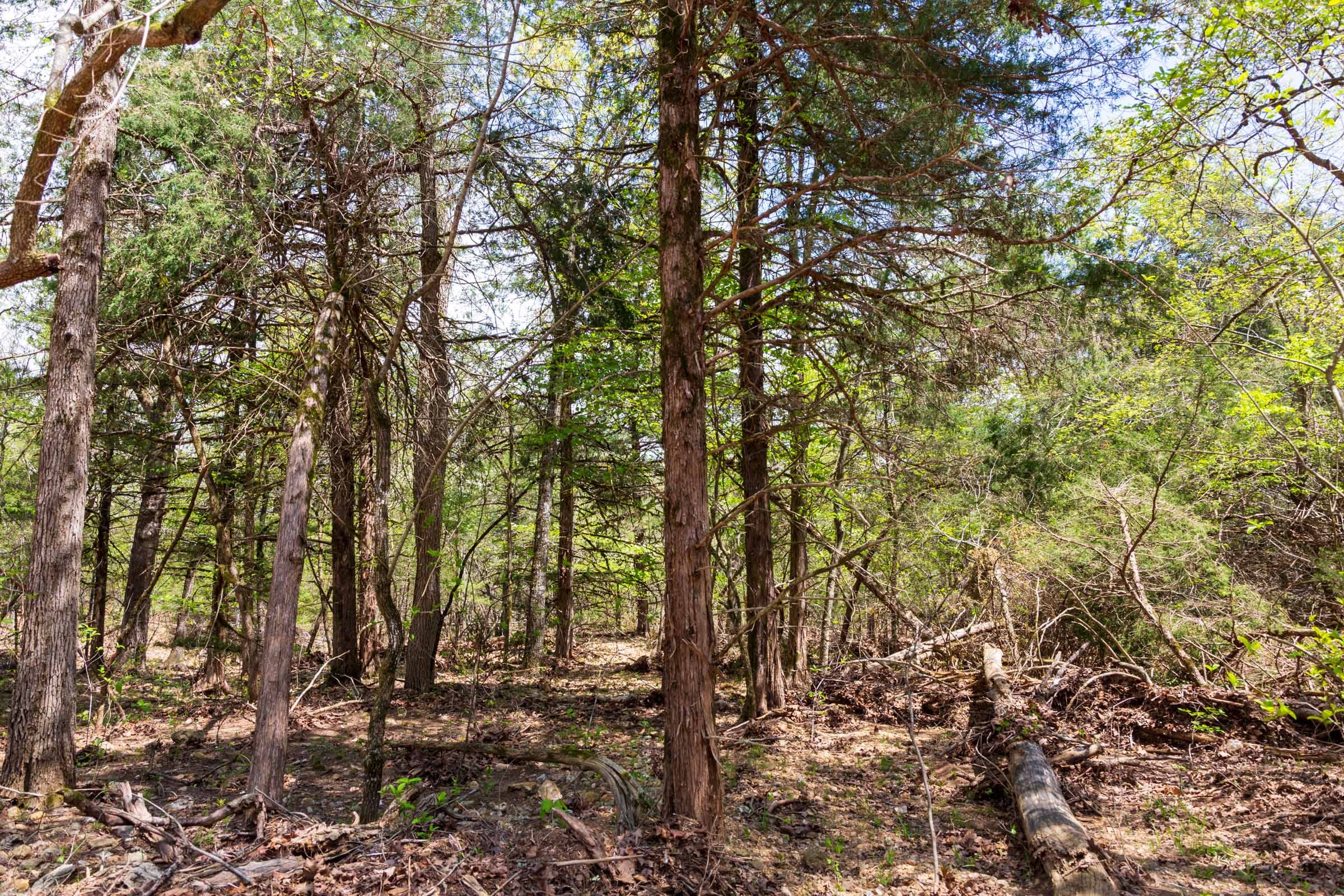 Autumnwood Tract 18 photo 8