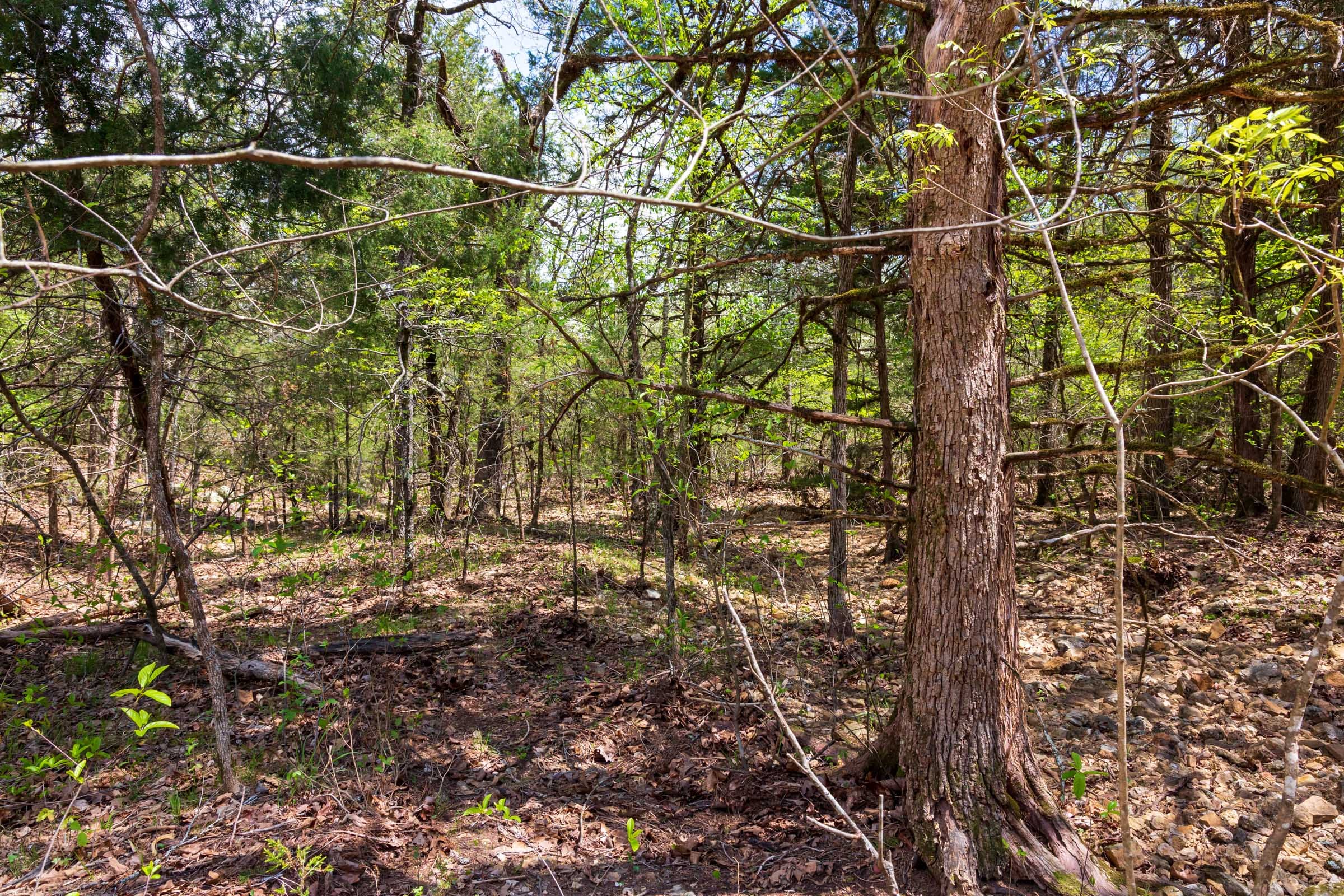 Autumnwood Tract 18 photo 11