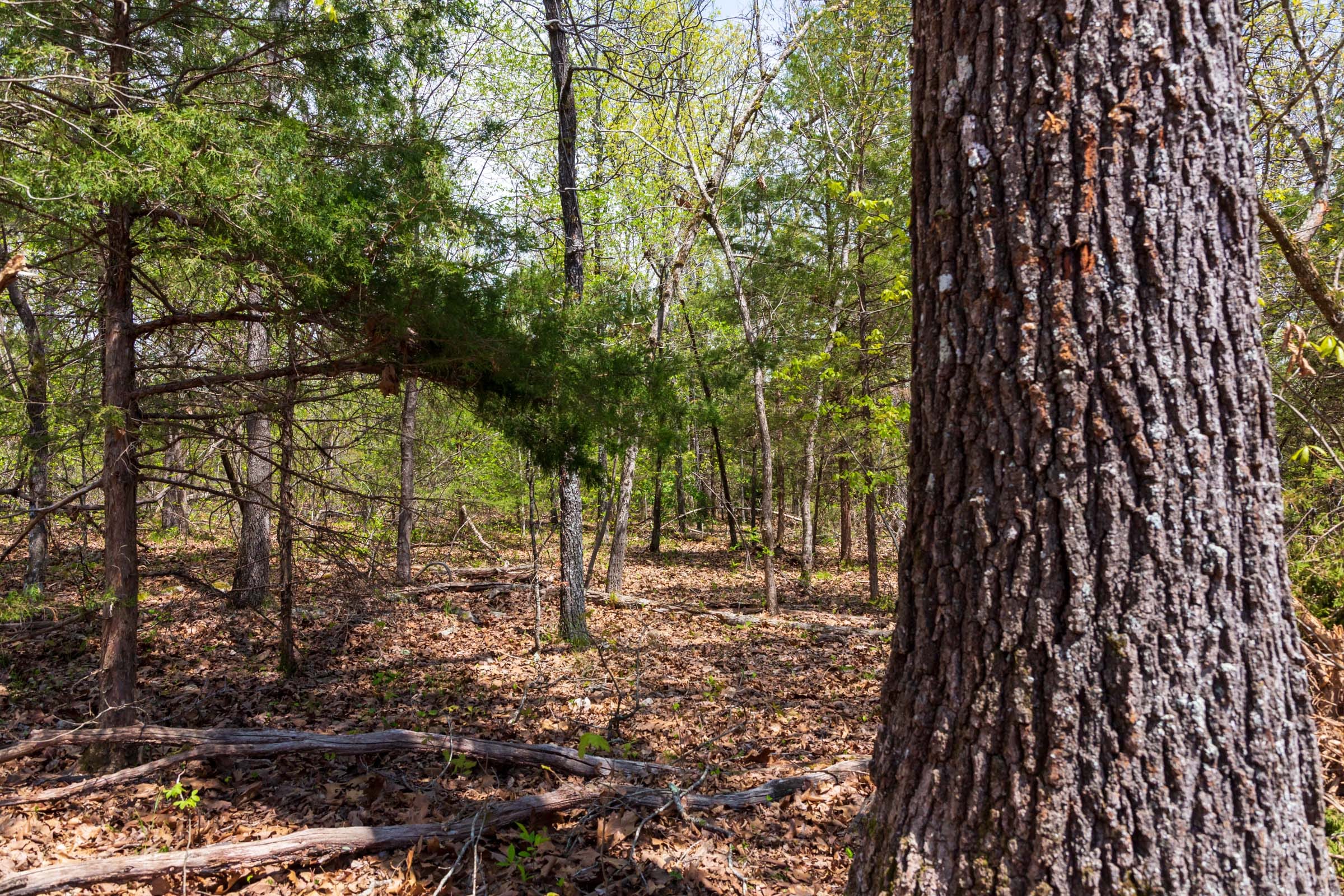Autumnwood Tract 18 photo 13