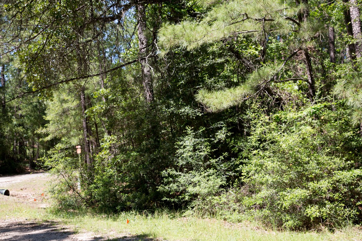 Rayburn Country Tract 270 photo 4