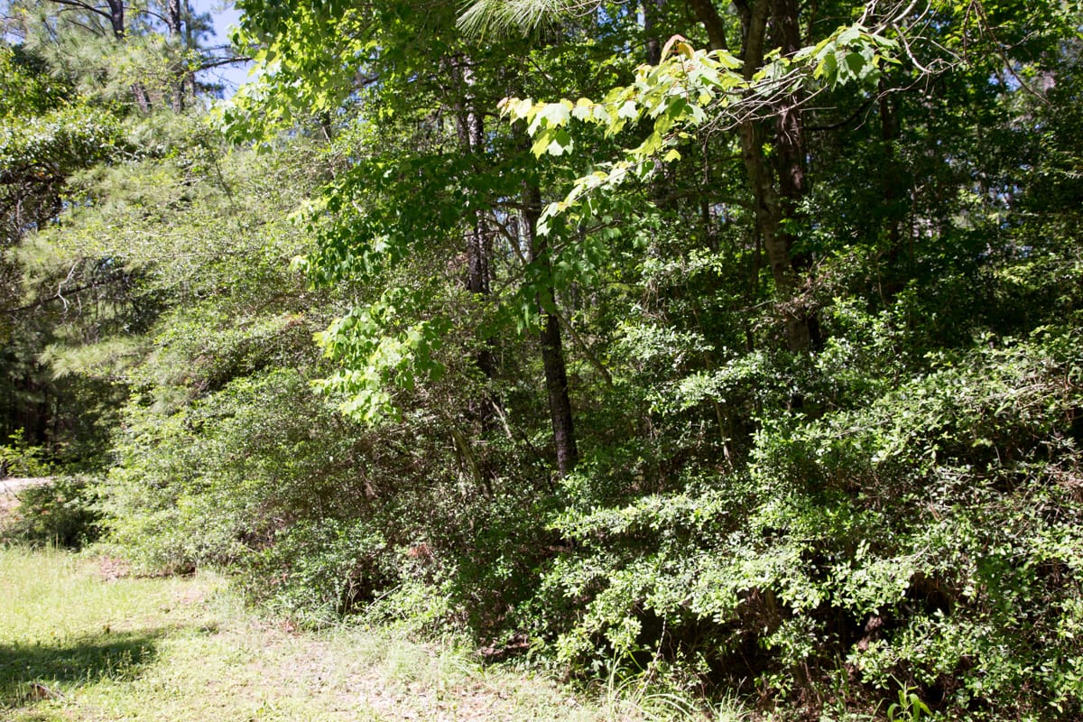 Rayburn Country Tract 270 photo 6