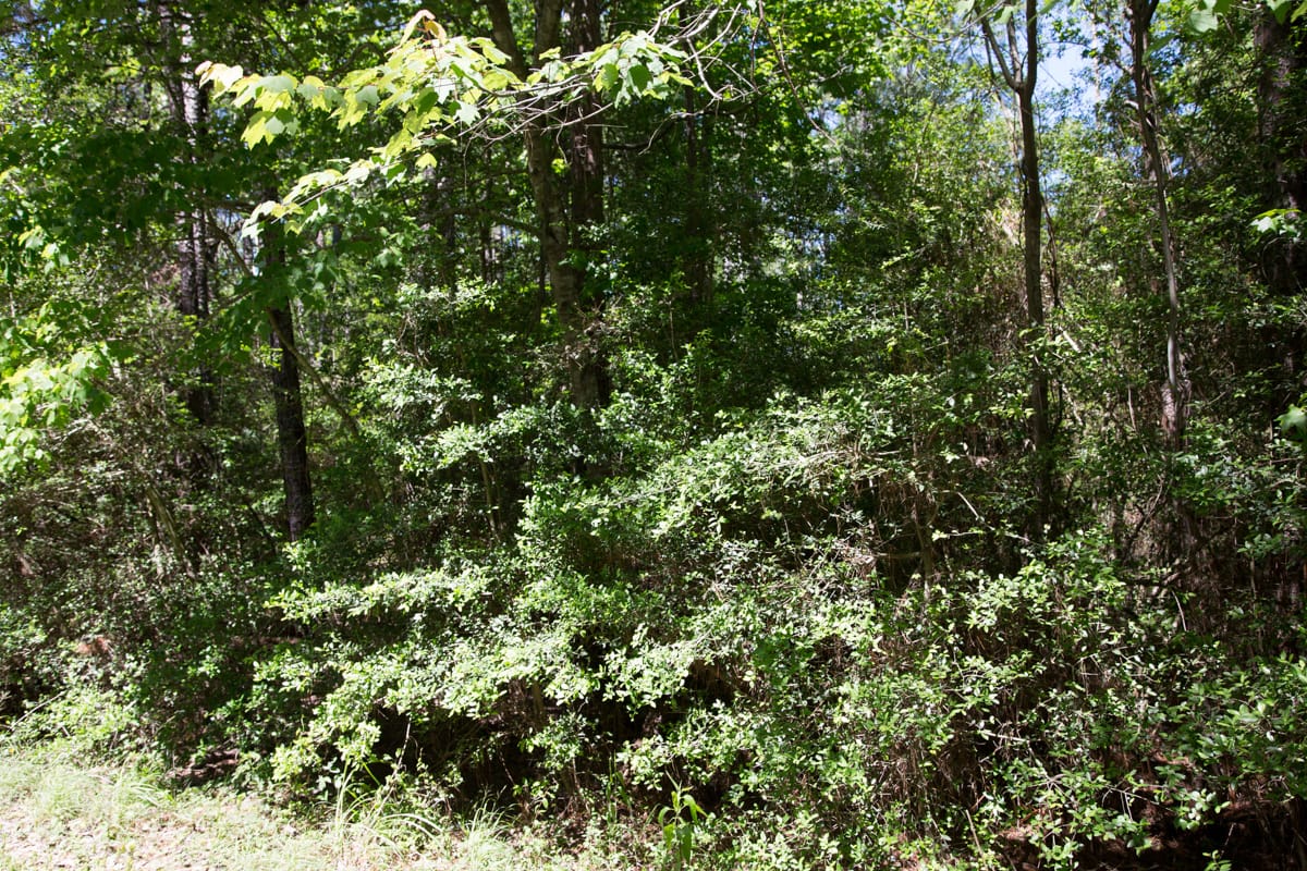Rayburn Country Tract 270 photo 7