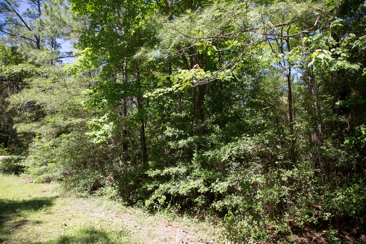 Rayburn Country Tract 270 photo 8
