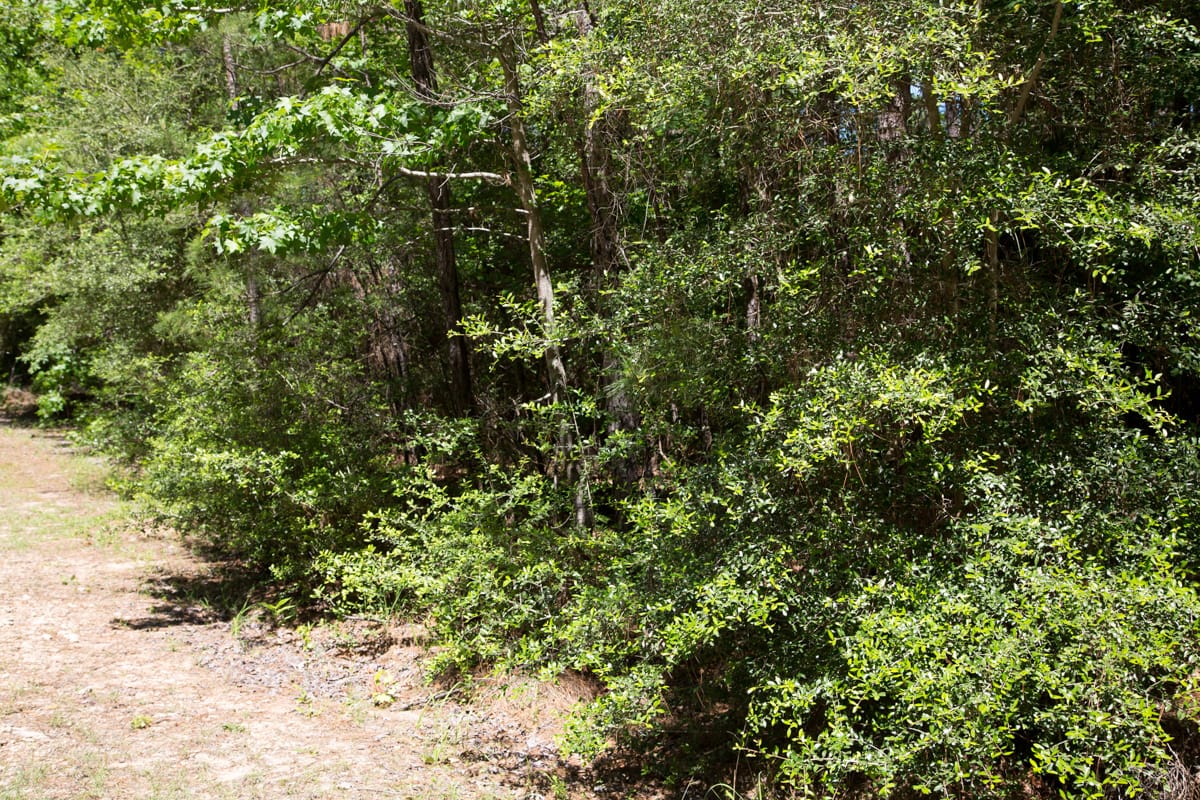 Rayburn Country Tract 270 photo 11