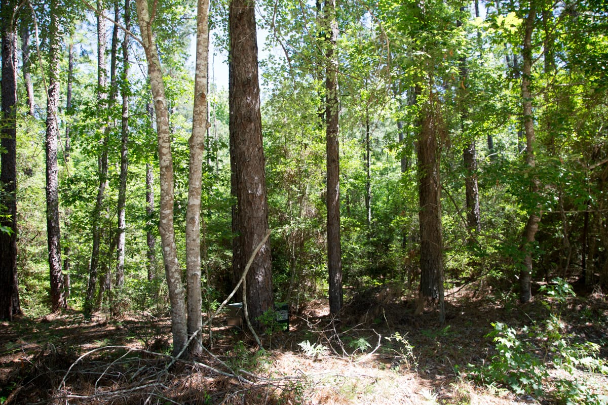 Rayburn Country Tract 270 photo 15