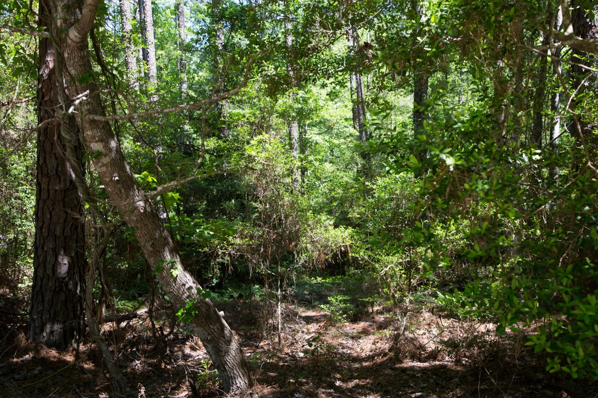 Rayburn Country Tract 270 photo 16