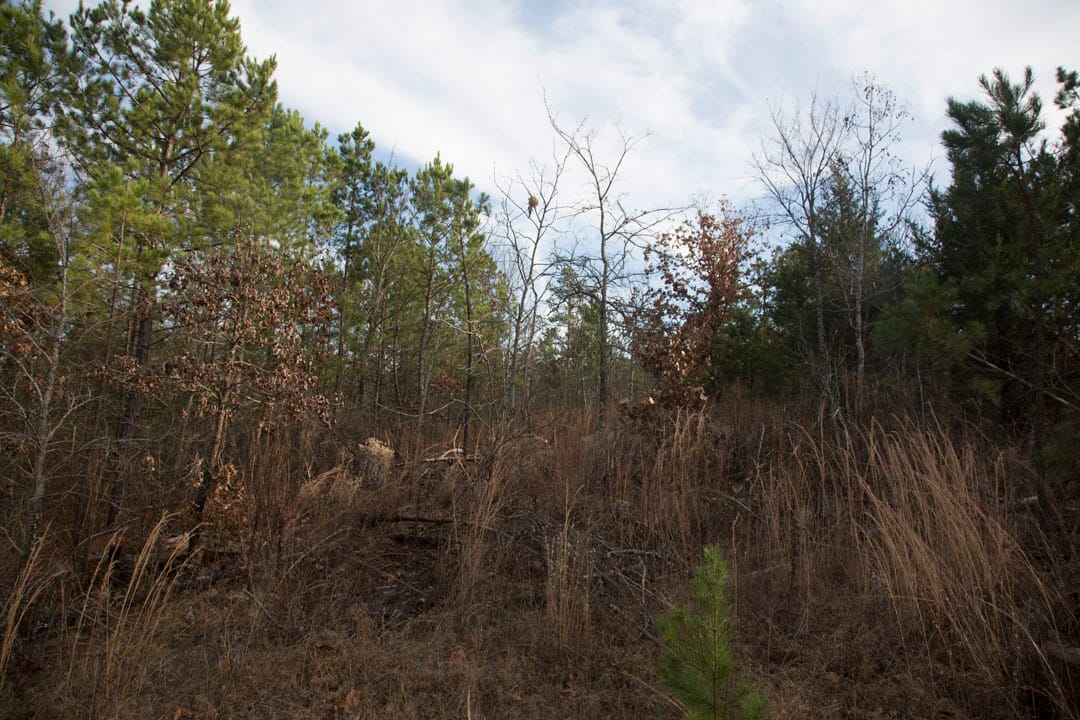 Stone Creek Phase III Tract 81 photo 7