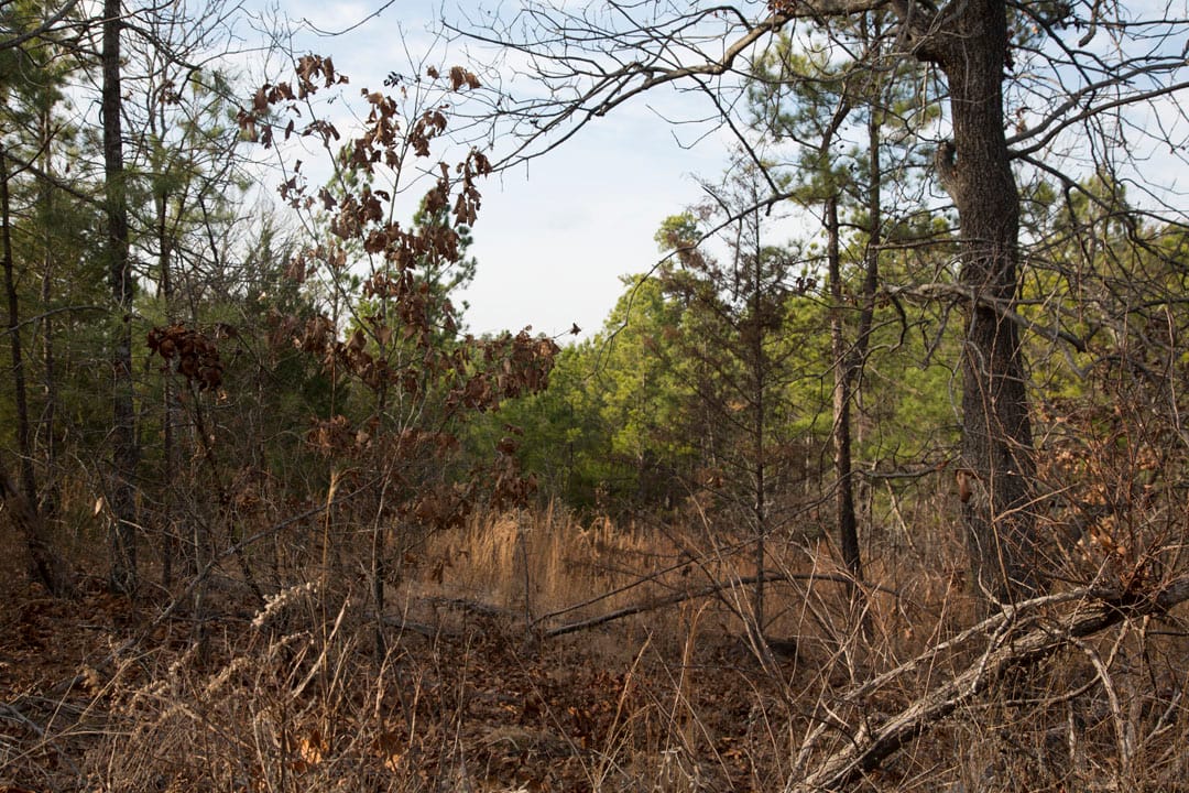 Stone Creek Phase III Tract 81 photo 8