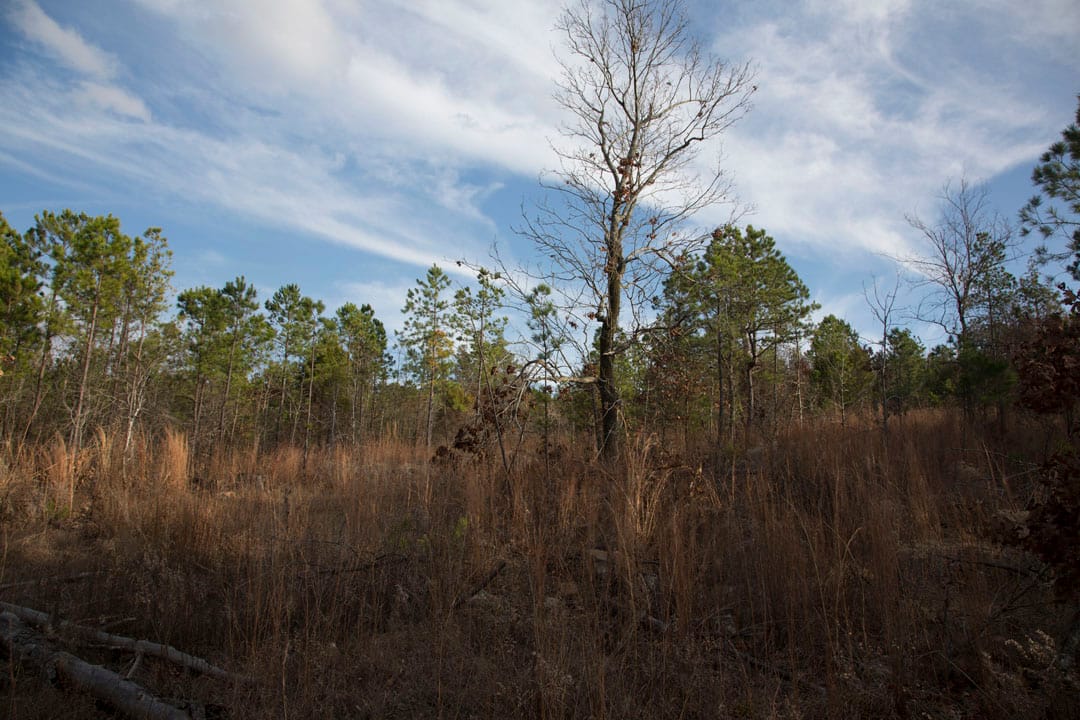 Stone Creek Phase III Tract 81 photo 10