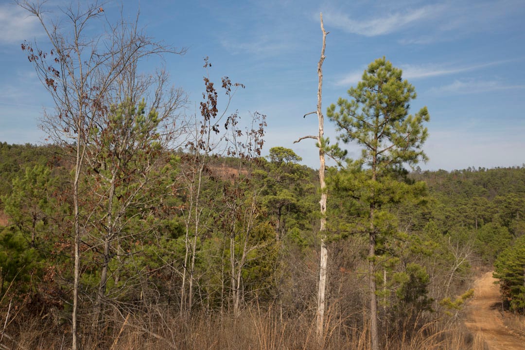 Stone Creek Phase III Tract 81 photo 11