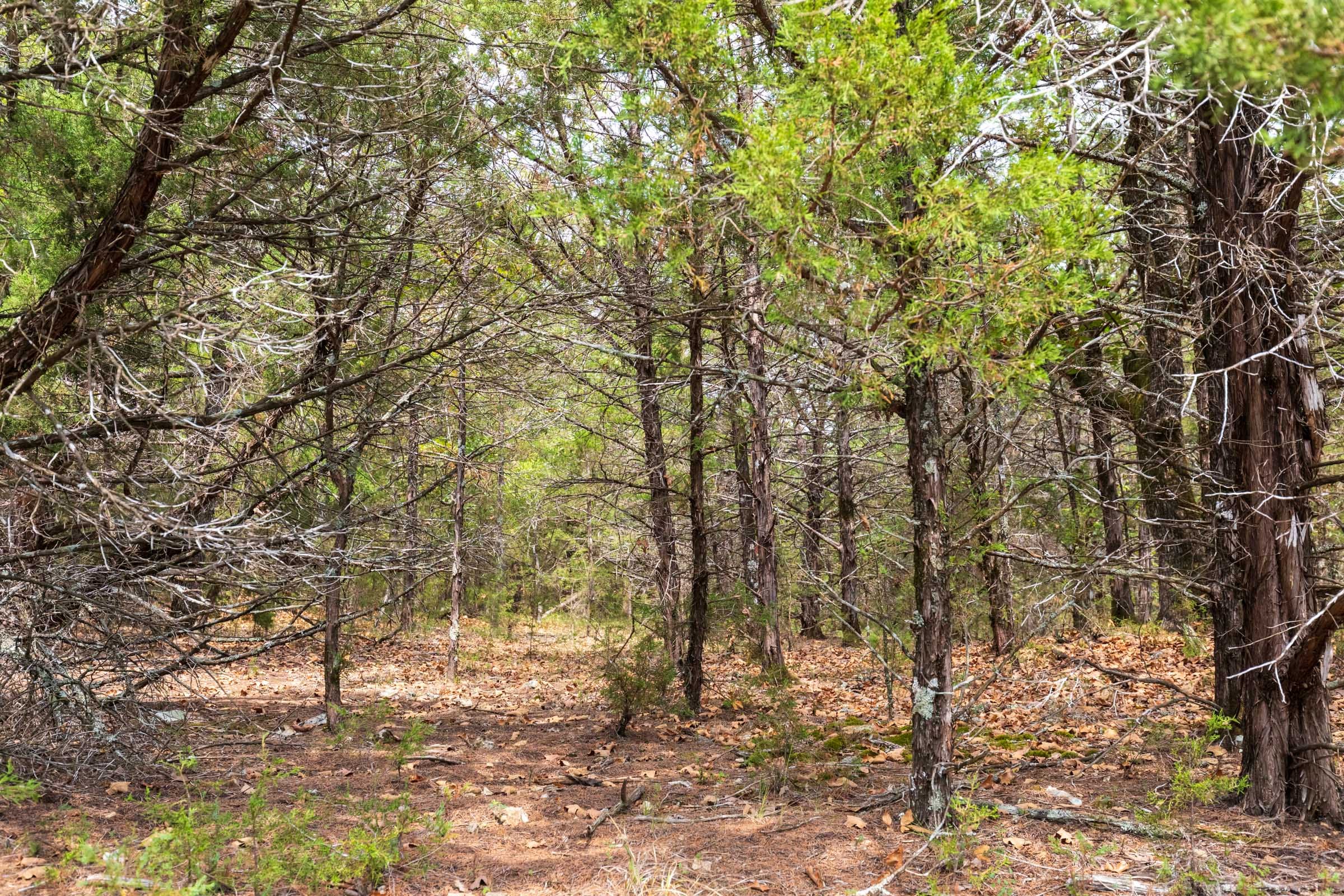 Heritage Bend Tract 24 photo 3