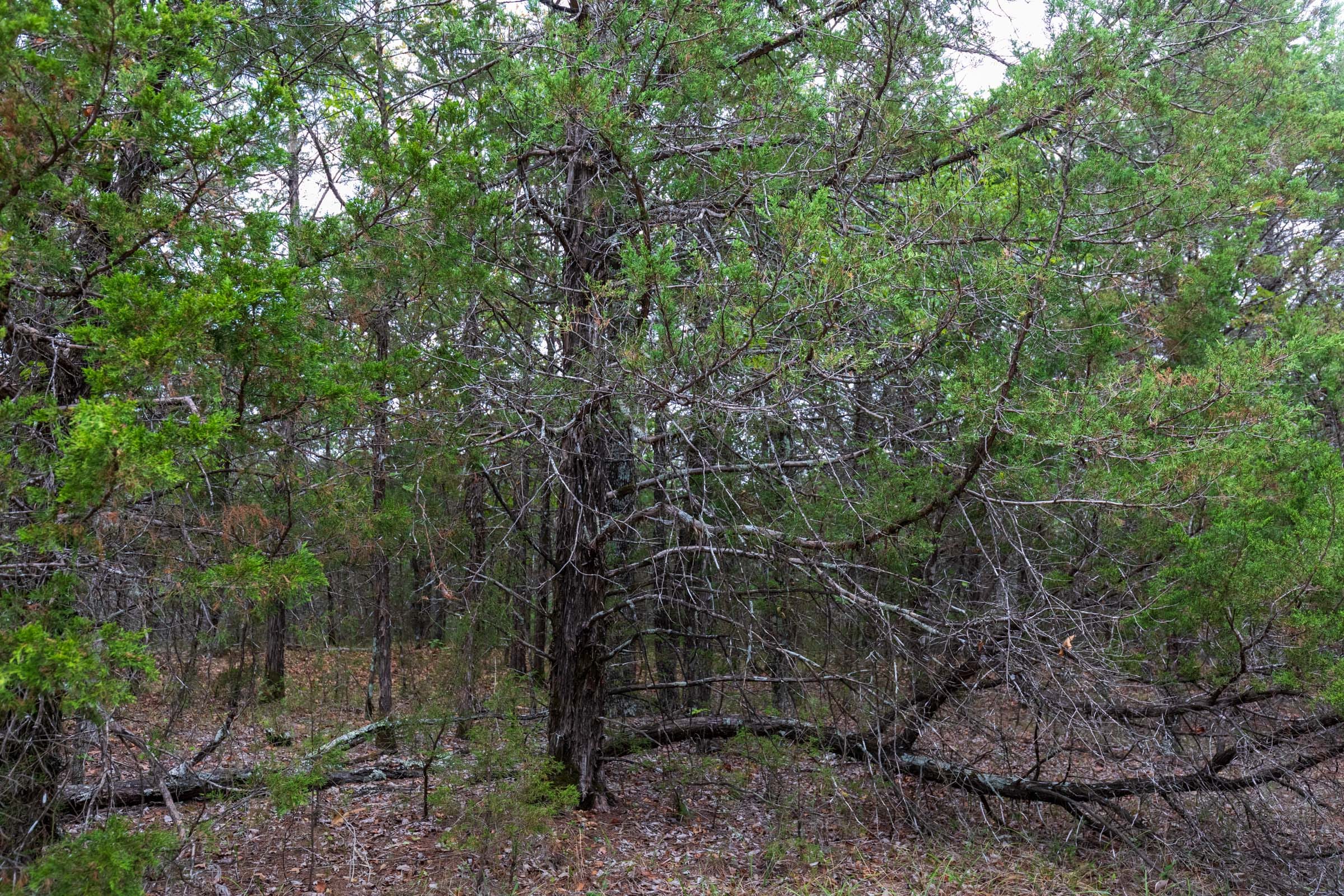 Heritage Bend Tract 24 photo 11