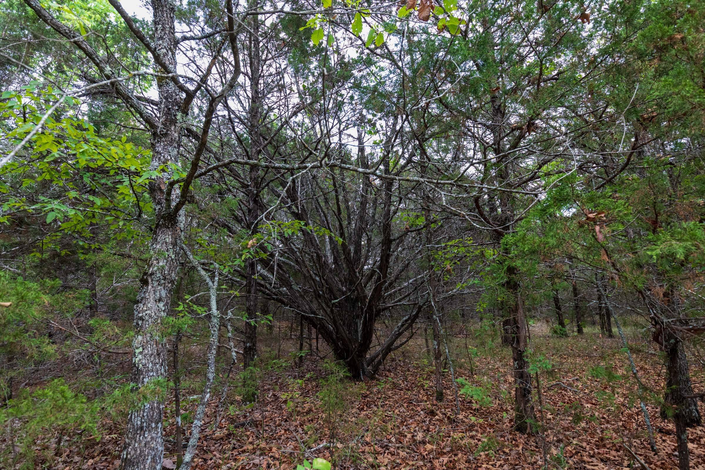 Heritage Bend Tract 24 photo 13