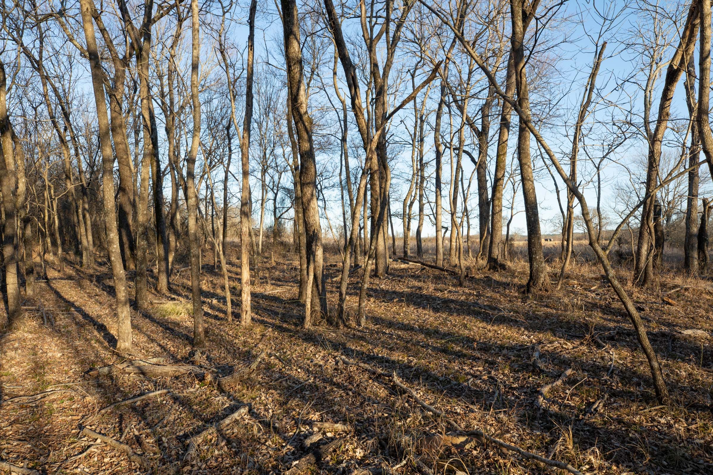 Painted Horse Tract 36 photo 6
