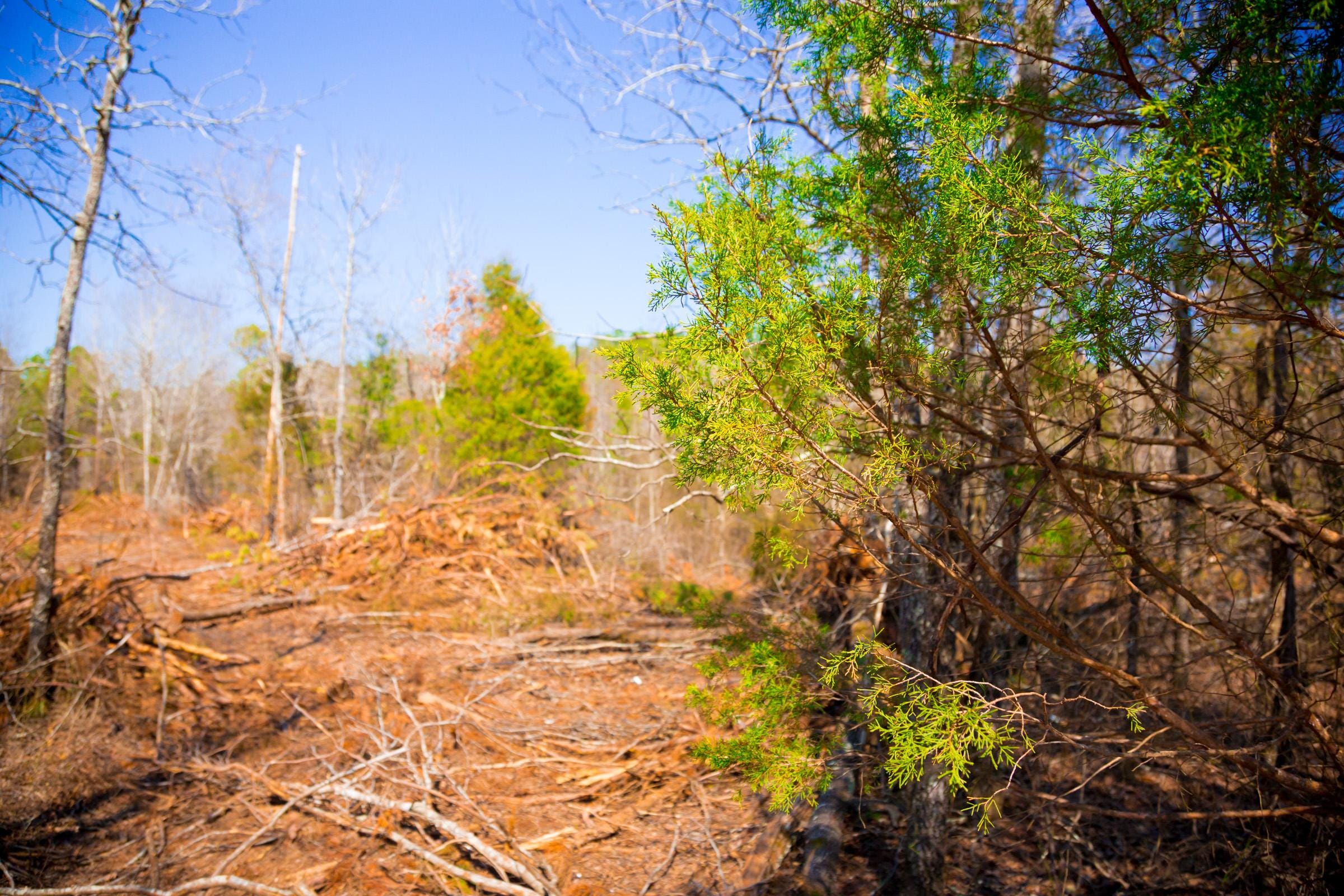Stone Creek Phase II Tract 126 photo 11