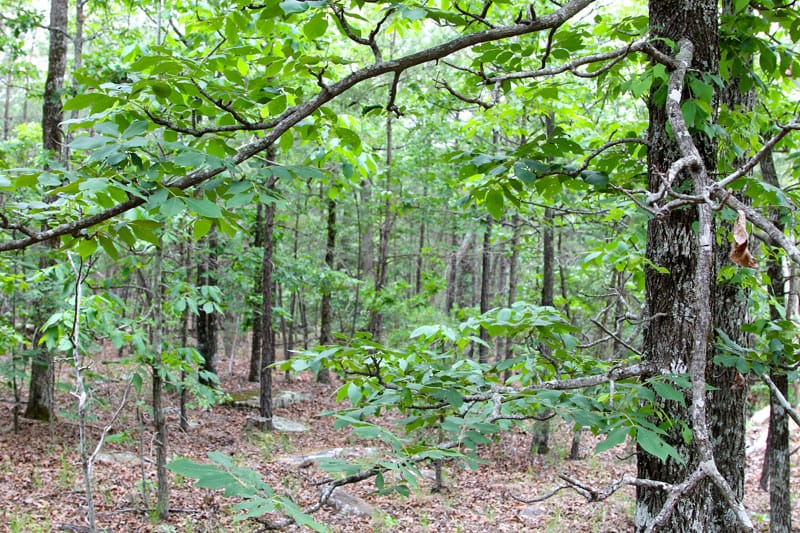Trophy Ridge Phase II Tract 99 photo 2