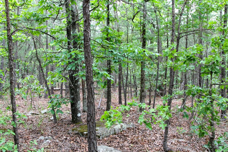 Trophy Ridge Phase II Tract 99 photo 3