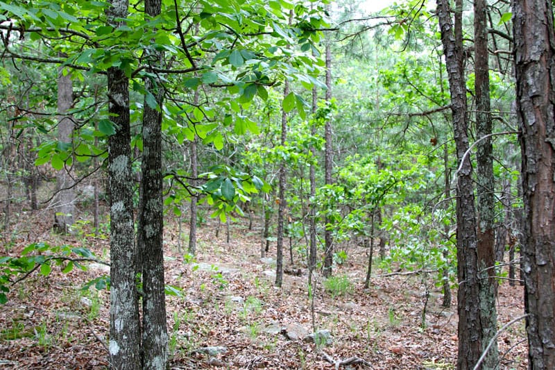 Trophy Ridge Phase II Tract 99 photo 4