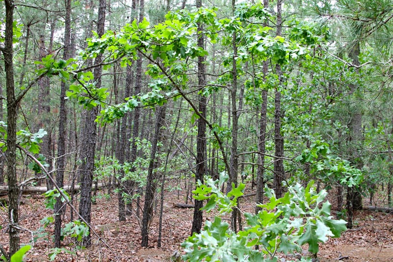 Trophy Ridge Phase II Tract 99 photo 7