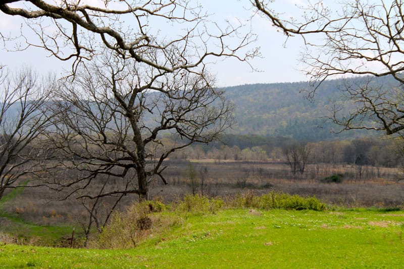 Daisy Meadows Tract 13 photo 8