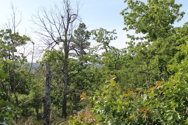 Indian Ridge – Phase II Tract 38 photo 2